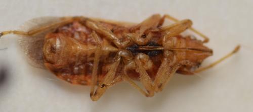 Arocatus longiceps